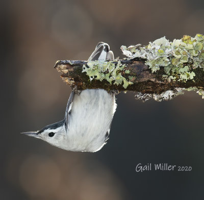 White-breasted Nuthatch, male. 