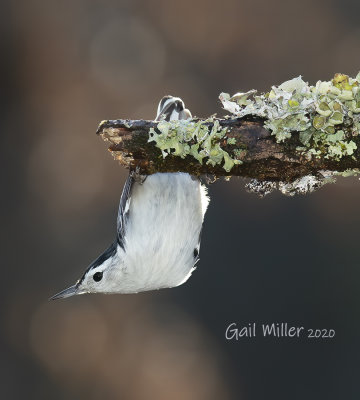 White-breasted Nuthatch, male. 