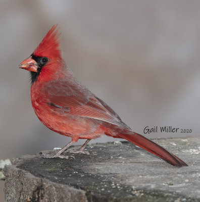 Northern Cardinal, male. 