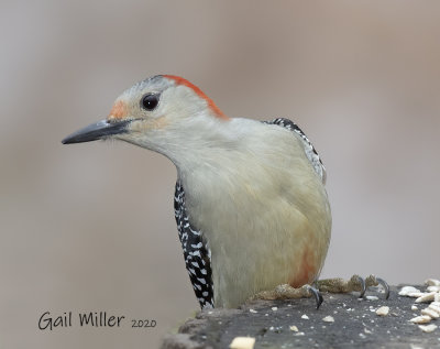 Red-bellied Woodpecker, female. 