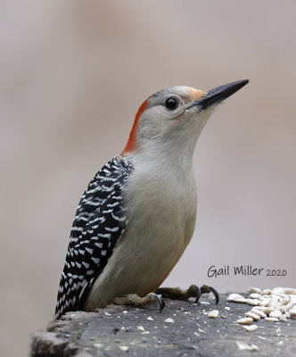 Red-bellied Woodpecker, female. 
