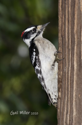 Downy Woodpecker, male. 
