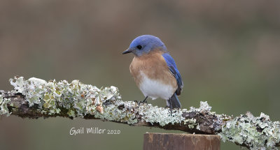 Estern Bluebird, male. 