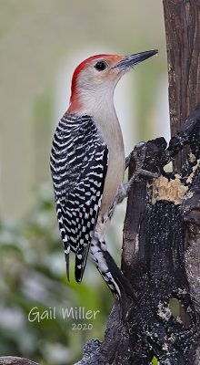 Red-bellied Woodpecker, male. 