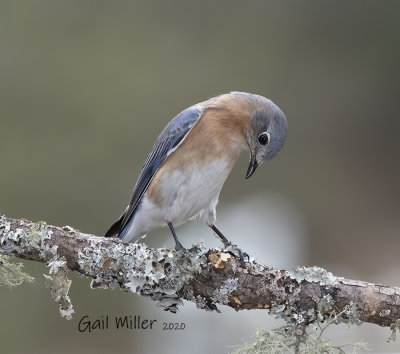 Eastern Bluebird, female. 