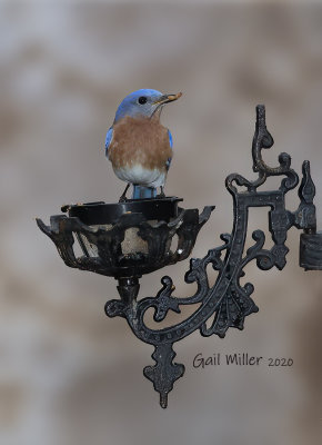 Easterm Bluebird, male. 