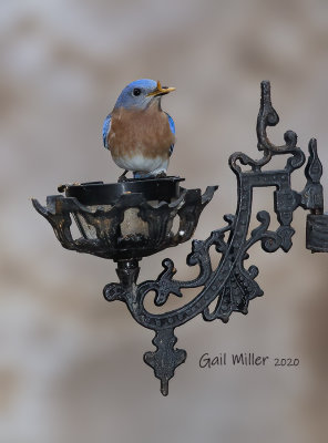 Easterm Bluebird, male. 