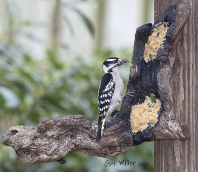 Downy Woodpecker, male. 