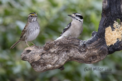 White-throated Sparrow and Downy Woodpecker
