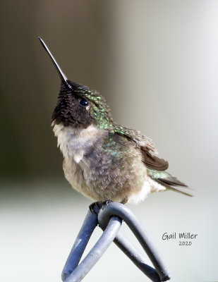 Ruby-throated Hummingbird, male.