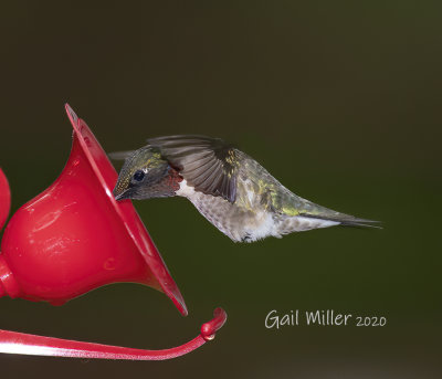 Ruby-throated Hummingbird, male.