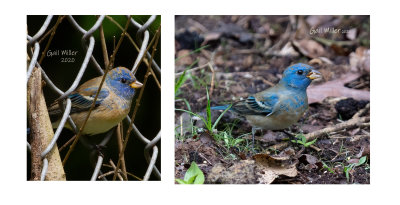 Photos take a day apart.  I'm pretty sure these are two different birds. 