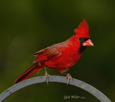NOrthern Cardinal, male.