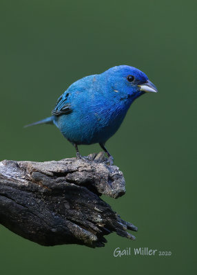 Indigo Bunting