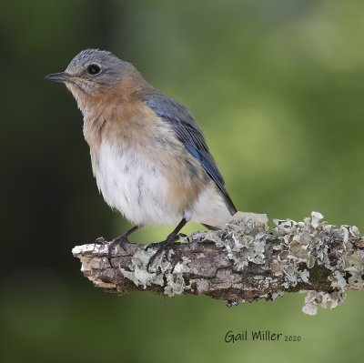 Easternn Bluebird, female.