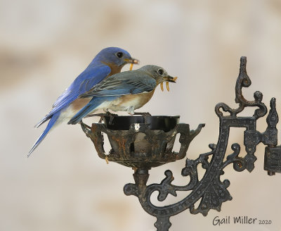 Easternn Bluebird, male and female.