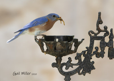 Easternn Bluebird, male.