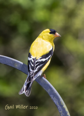 American Goldfinch, male. 