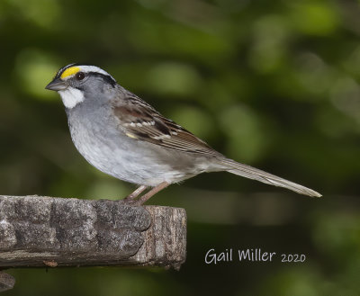 White-throated Sparrow, male. 