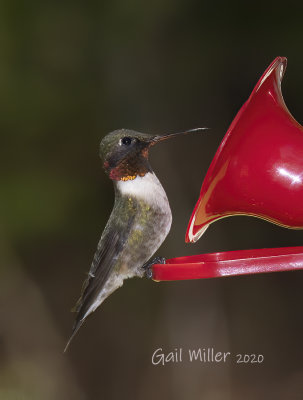 Ruby-throated Hummingbird, male. 