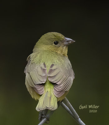 Painted Bunting, female.