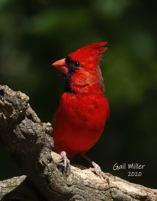 NOrthern Cardinal, male. 