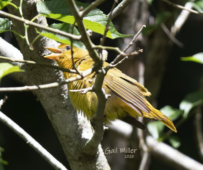 Summer Tanager, female
