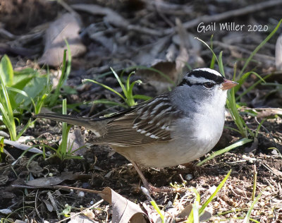 White-crowned Sparrow
Fist I have seen on my property, in 42 years. 