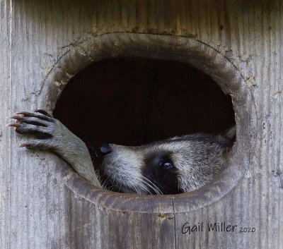 Raccoon In A Wood Duck Nest Box In My Backyard - April, 2020