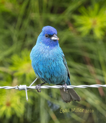 Indigo Bunting, male