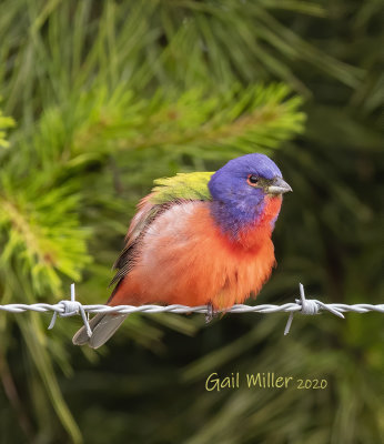 Painted Bunting, male.