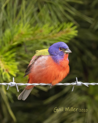 Painted Bunting, male.