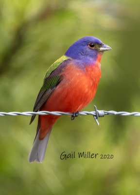 Painted Bunting, male