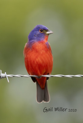Painted Bunting, male