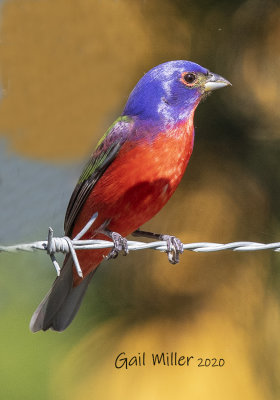 Painted Bunting, male. 