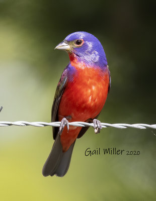 Painted Bunting, male. 