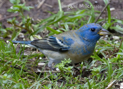 Lazuli Bunting, Male, At My Home (Some of these photos may be a hybrid)
