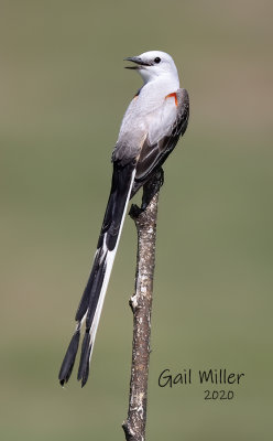 Scissor-tailed Flycatcher, male