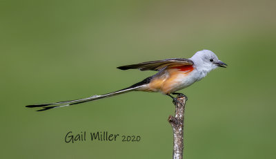 Scissor-tailed Flycatcher, male. 