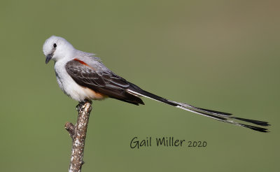 Scissor-tailed Flycatcher, male. 