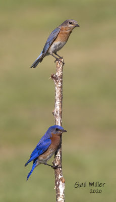 Eastern Bluebirds
