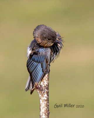 Eastern Bluebird, female.