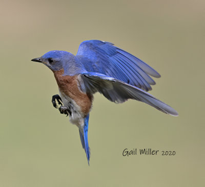 Eastern Bluebird, male.