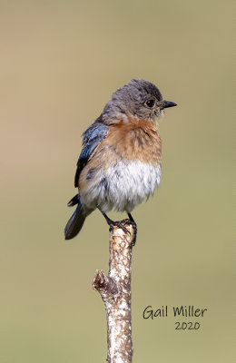 Eastern Bluebird, female.