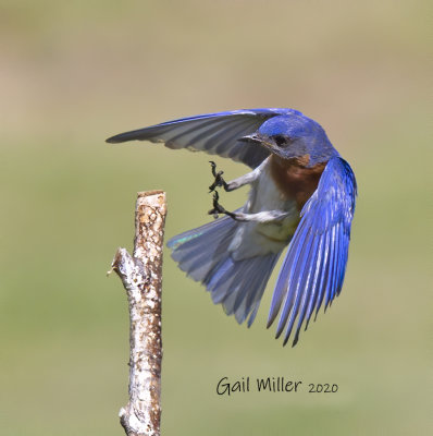 Eastern Bluebird, male.