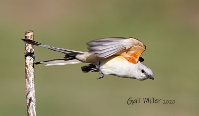 Scissor-tailed Flycatcher, female. 