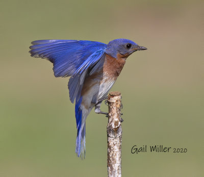 Eastern Bluebird, male. 