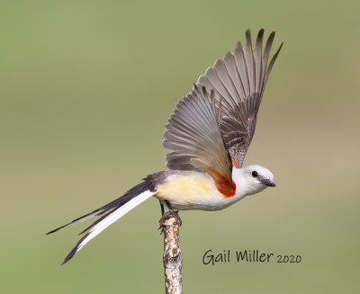 Scissor-tailed Flycatcher, female. 