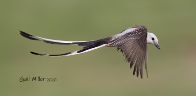 Scissor-tailed Flycatcher, male.