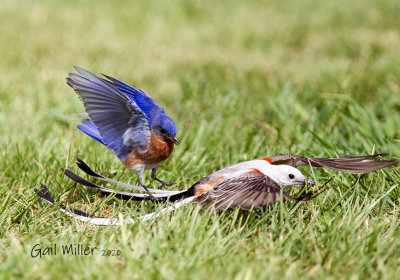 The bluebirds can be bossy!!  Eastern Bluebird, male and Scissor-tailed Flycatcher, male.  